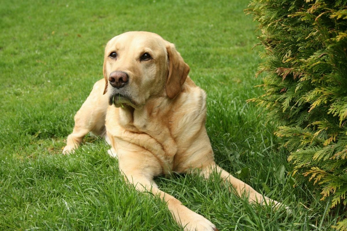 Adult brown labrador retriever