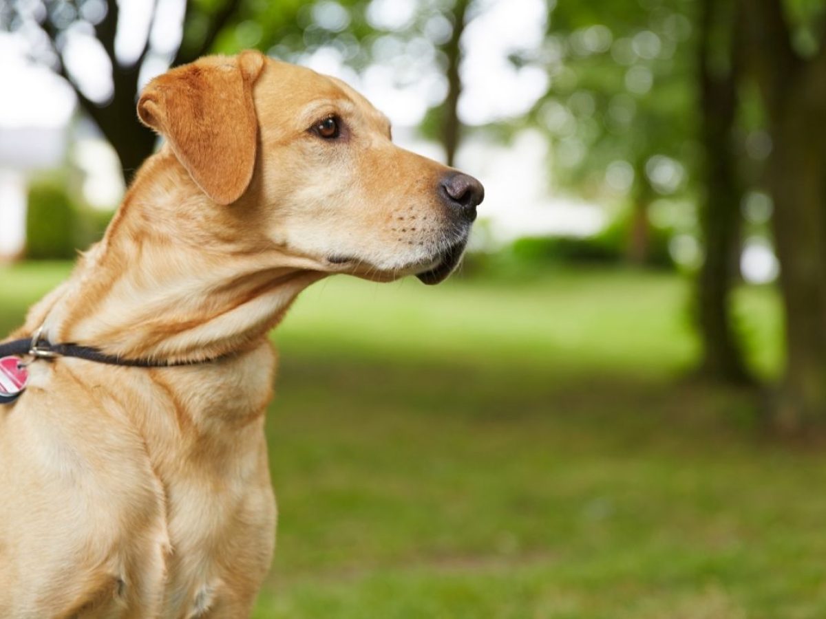 Are Labradors Hypoallergenic