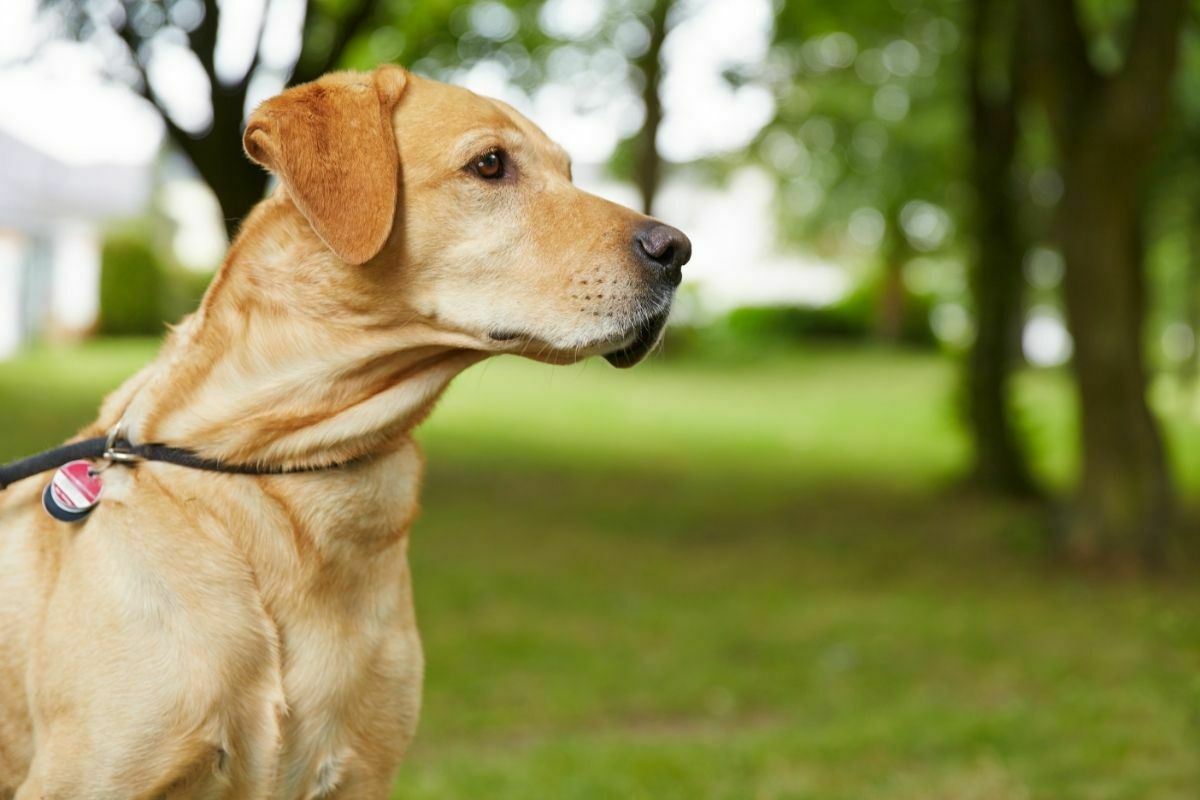 are labradors hypoallergenic dogs