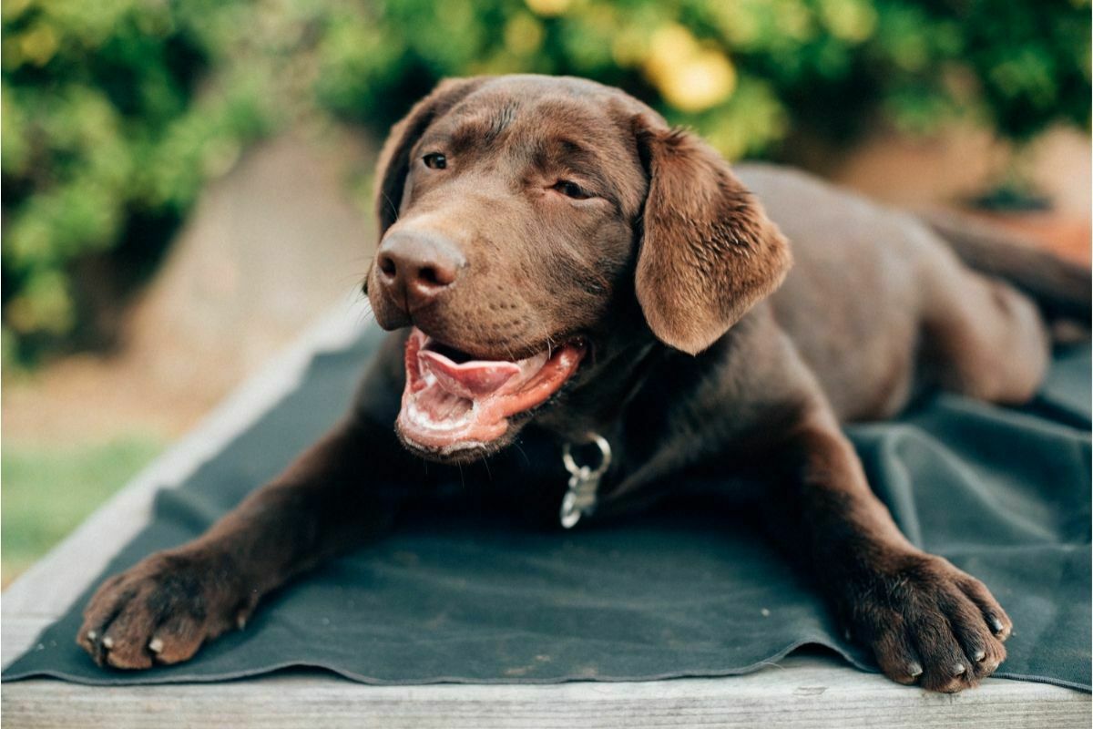 Black labrador retriever puppy resting