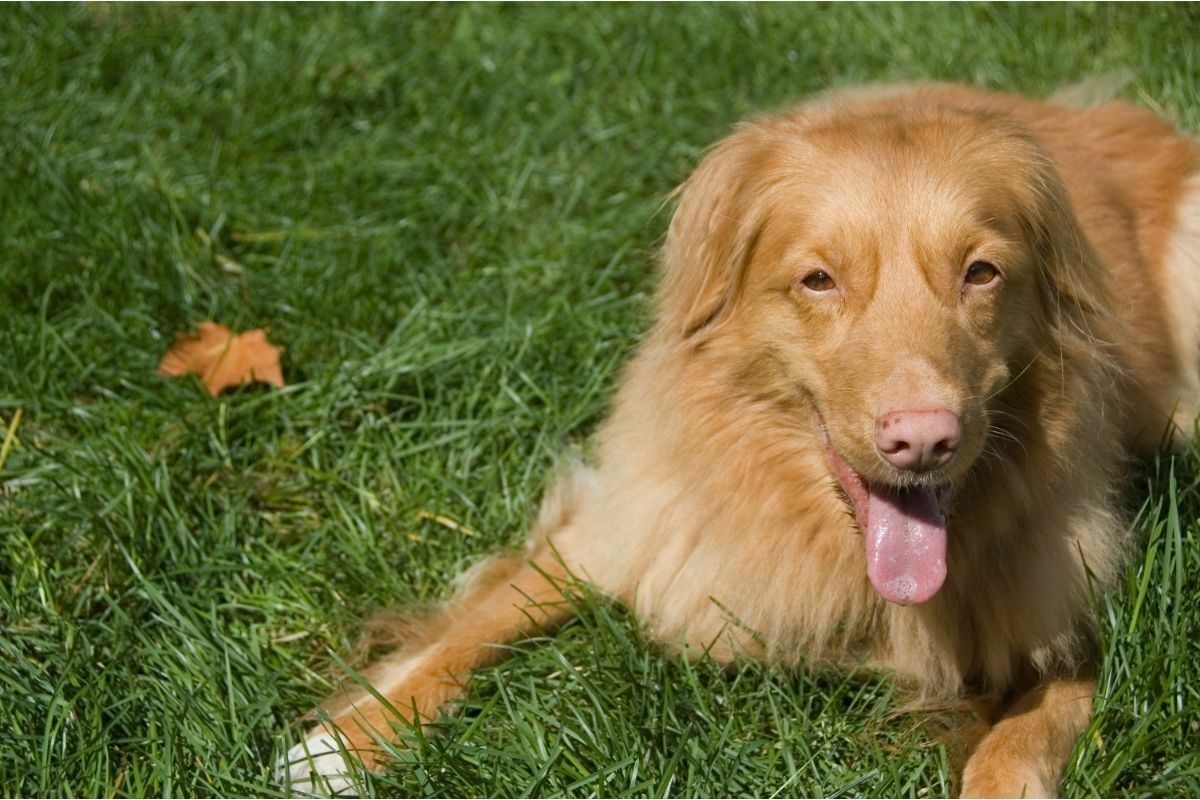 are nova scotia duck tolling retriever hypoallergenic