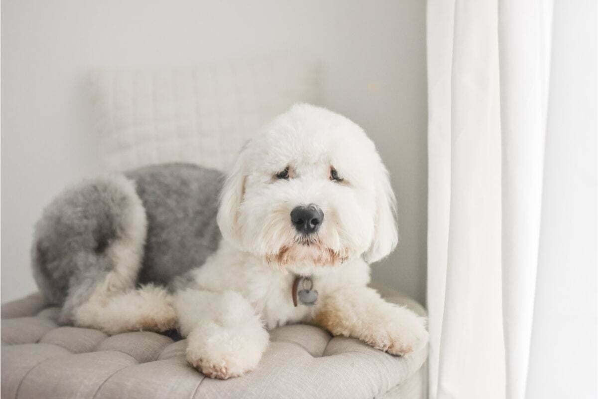 Old english sheepdogs on chair