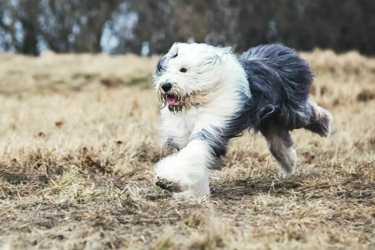 running old english sheepdog