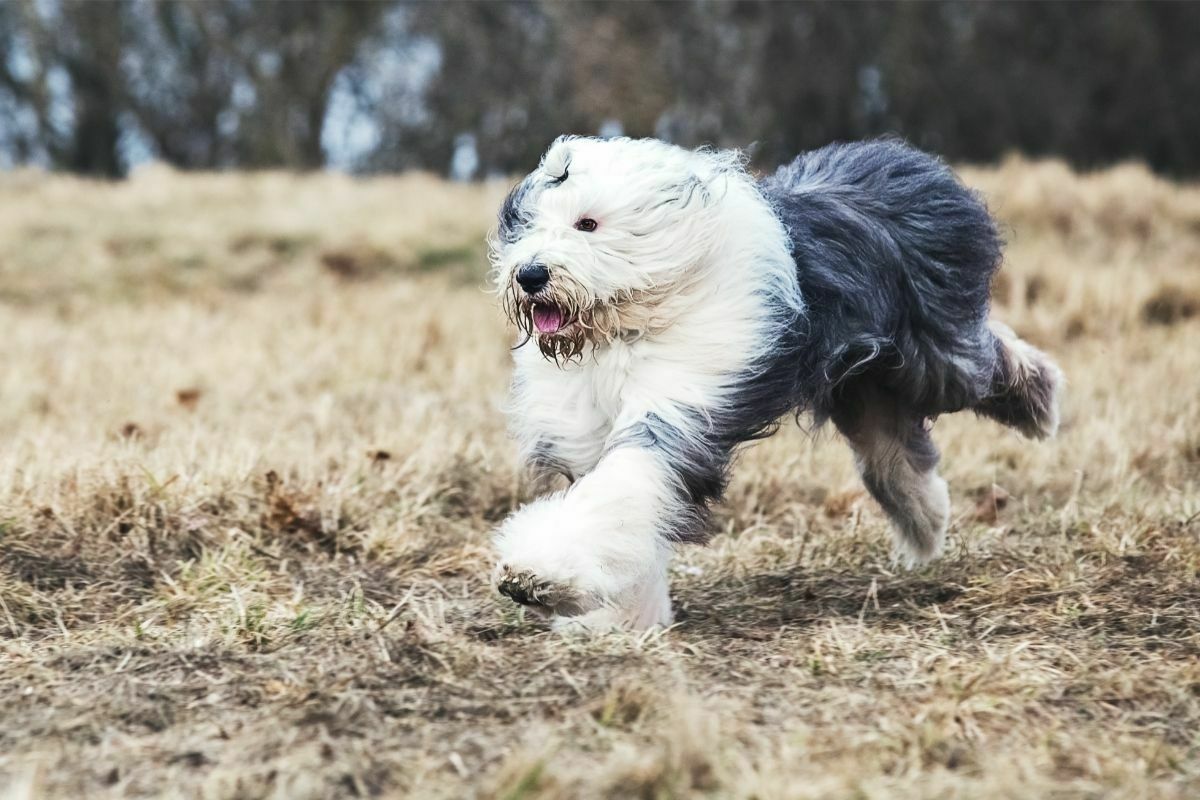 Running old english sheepdog