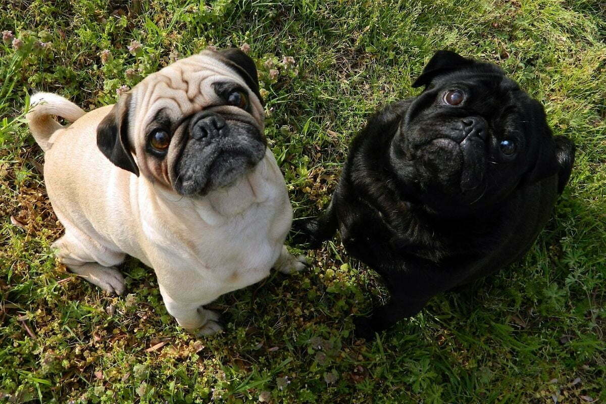 Black and white pugs