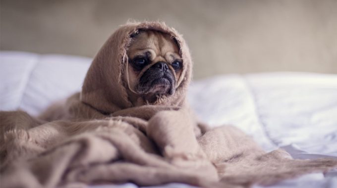 Close-up photography of fawn pug covered with brown cloth