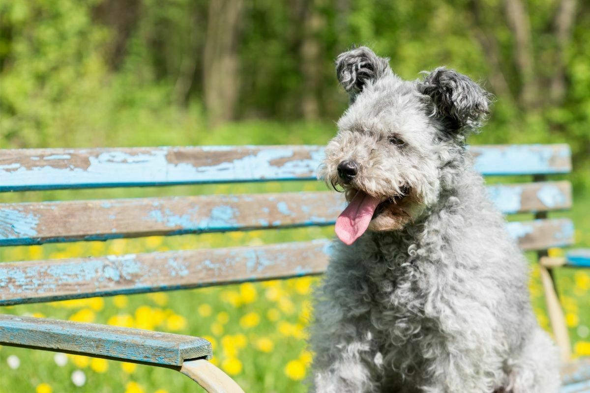 a pumi breed dog sitting on a bench