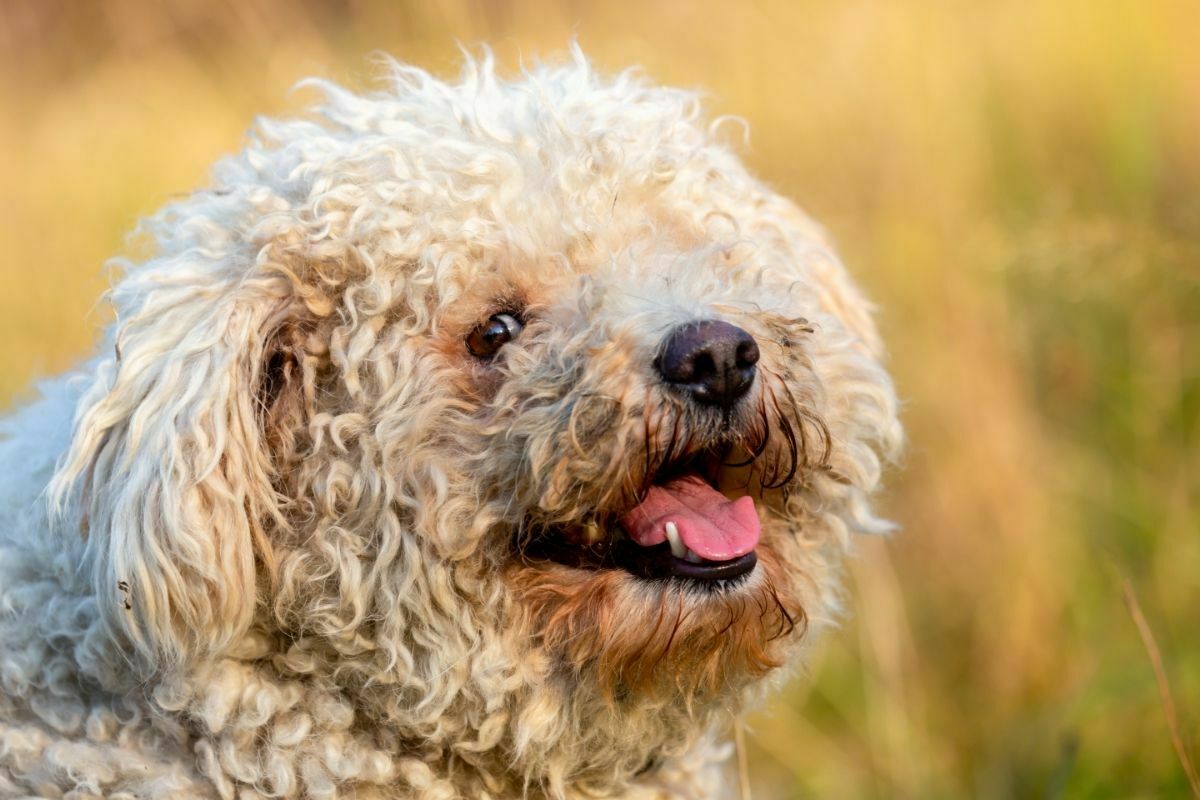 A portrait of a white pumi dog