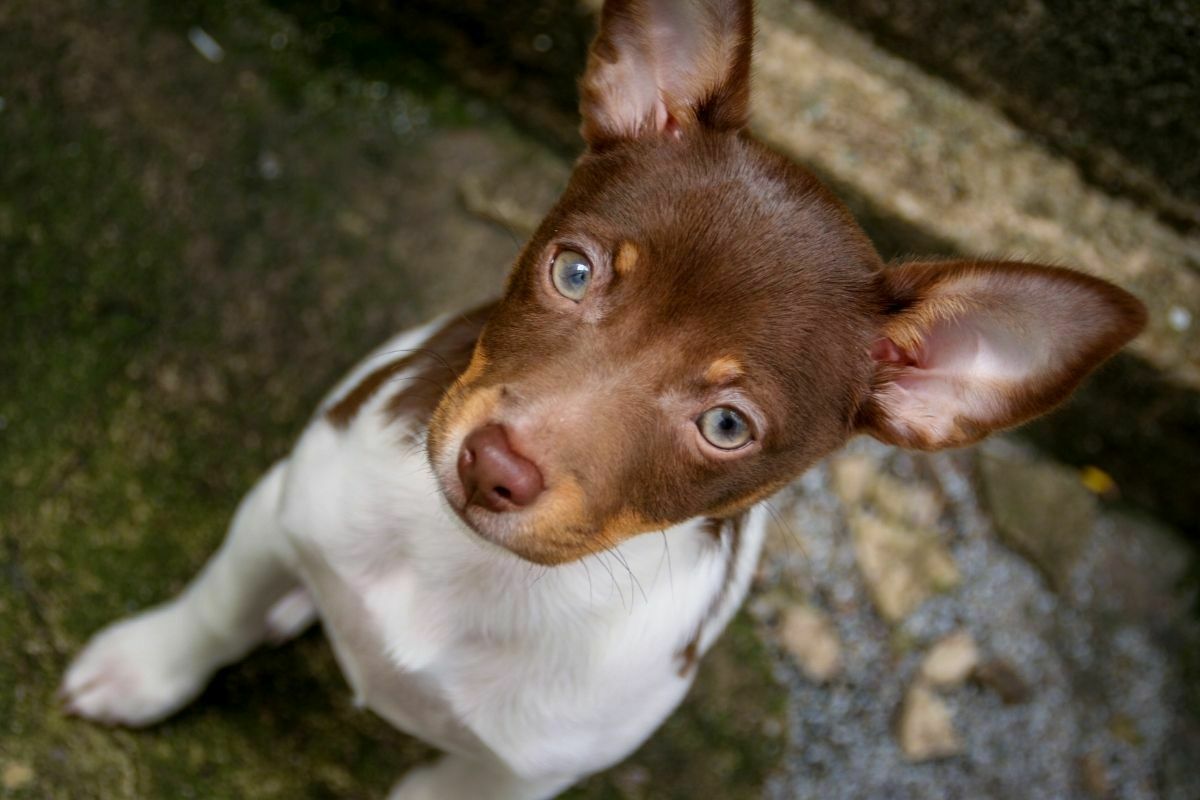 Brown rat terrier