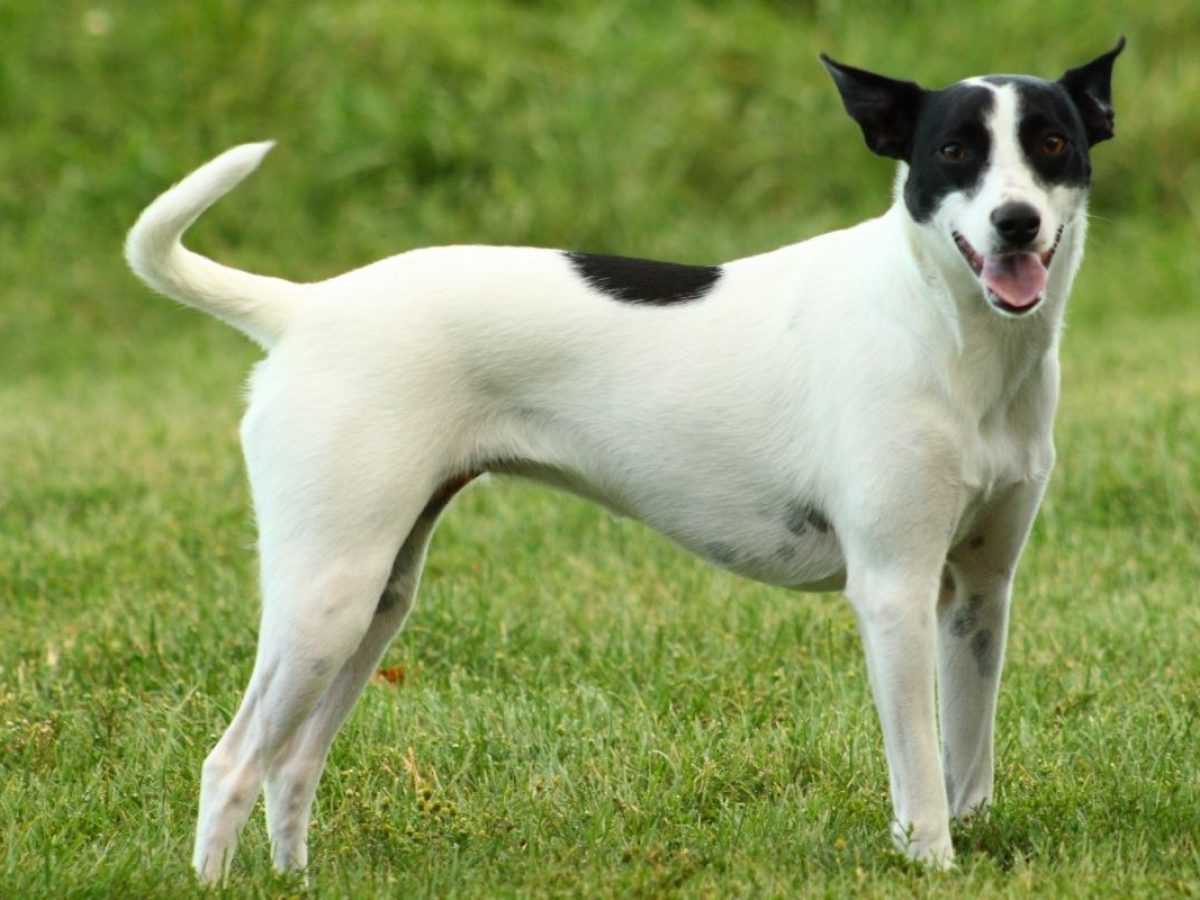 are canaan dogs hypoallergenic