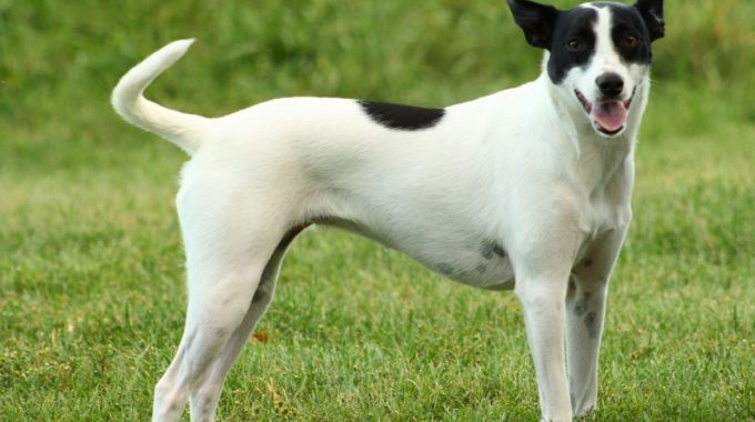 Adult rat terrier