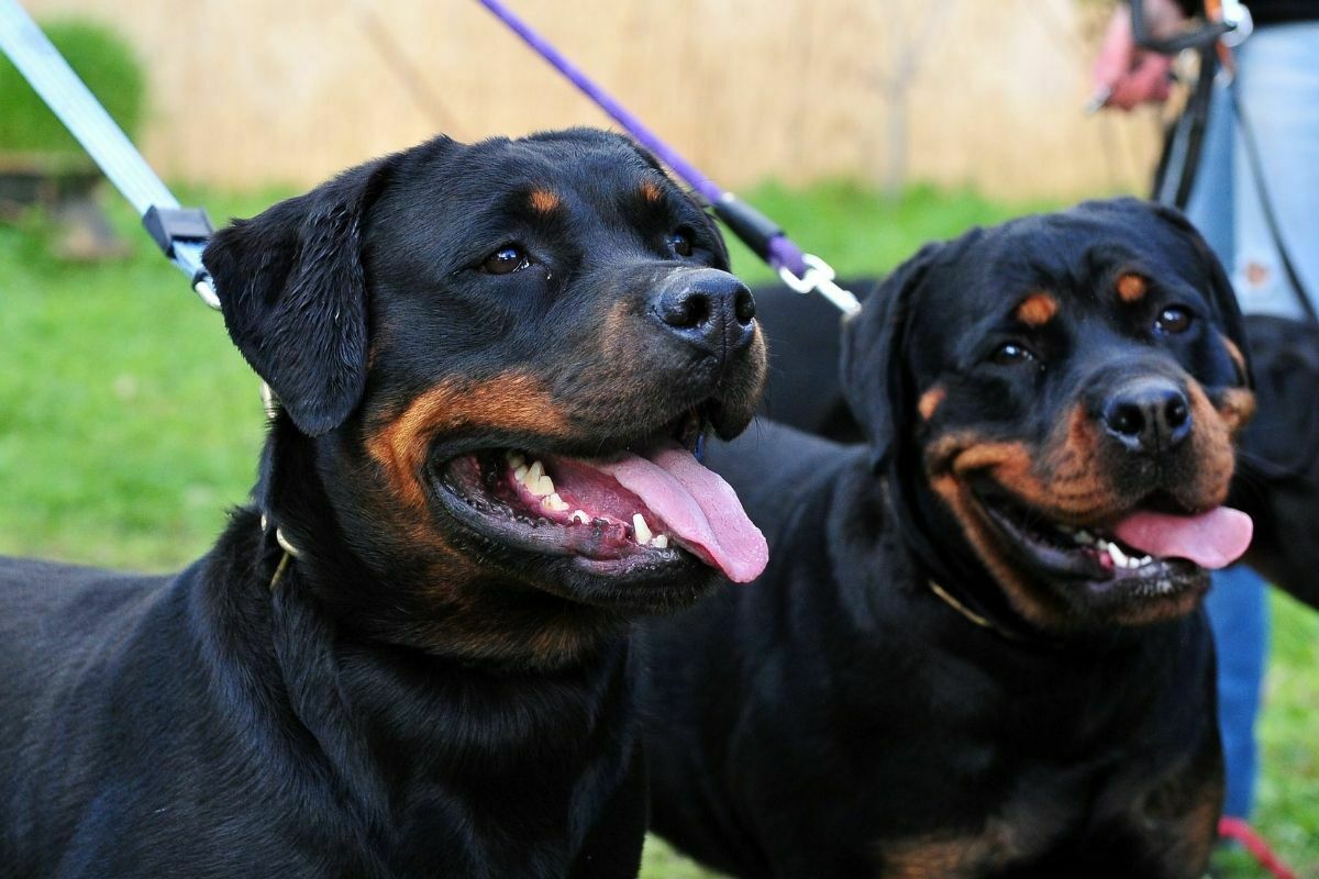 two rottweiler on leash