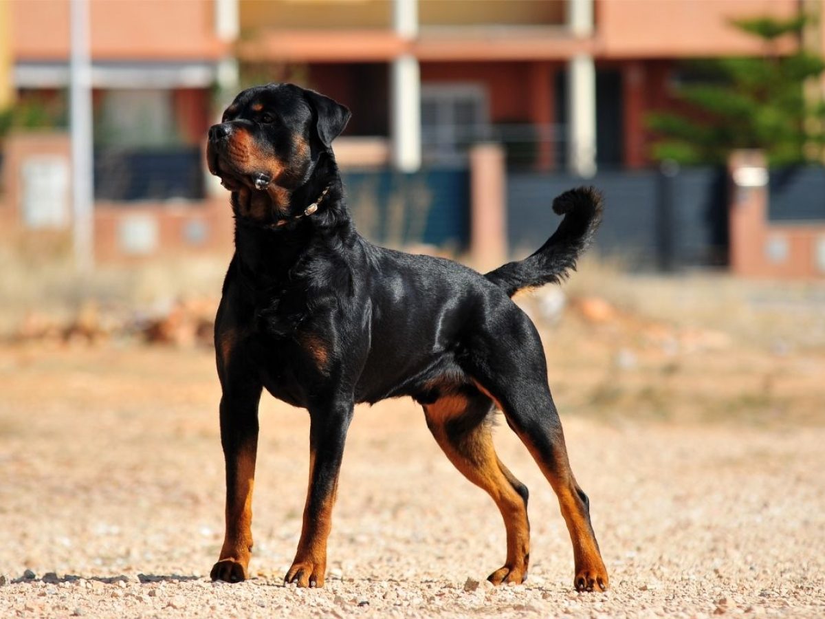 are rottweilers bad for allergies