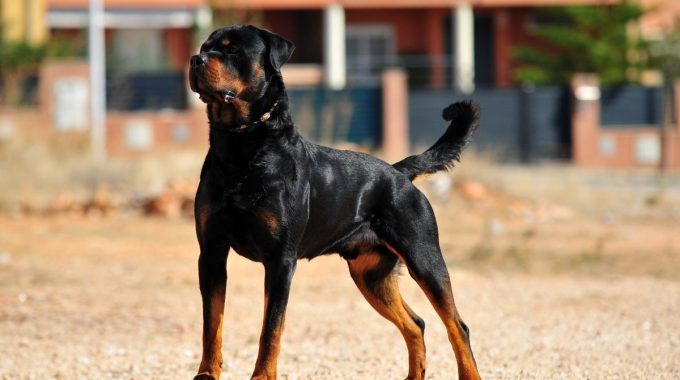 Rottweiler