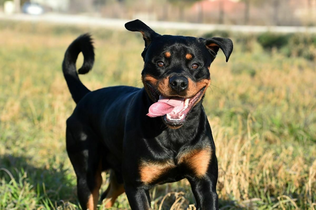 Happy rottweiler