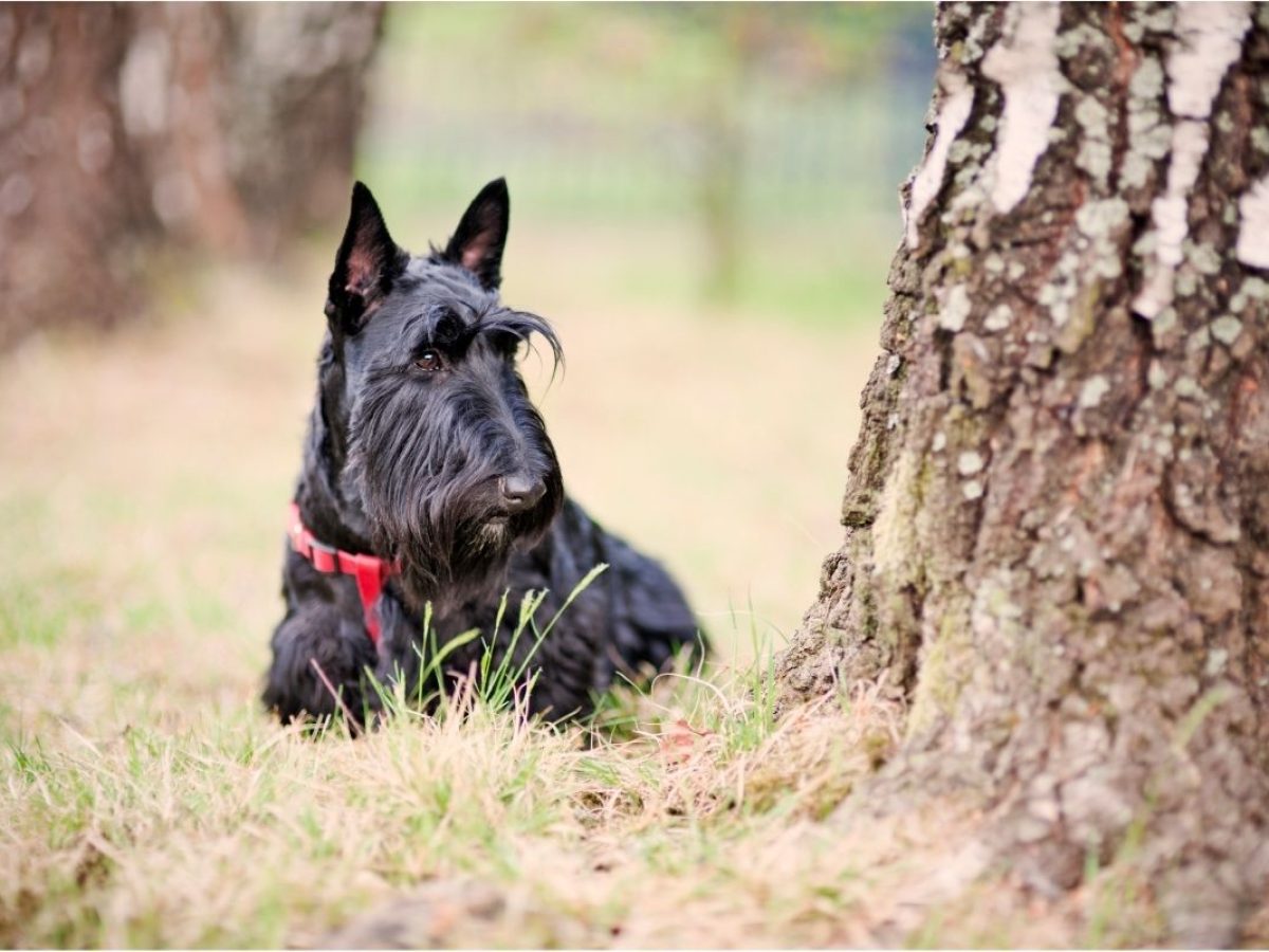 are scottish terriers good for allergies