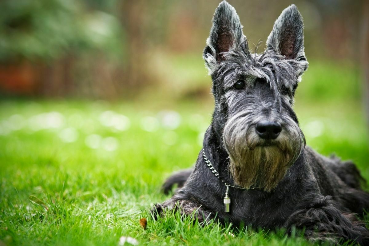 Scottish terriers