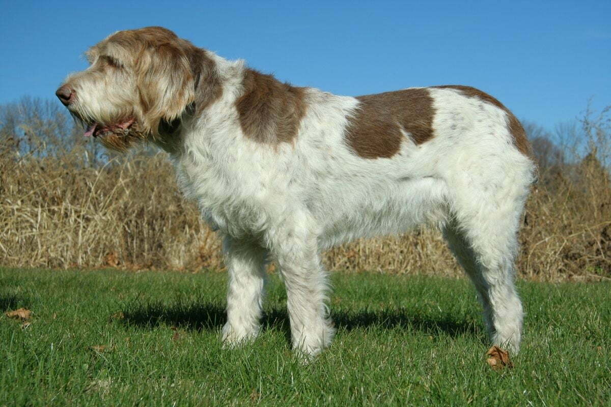 are spinone italianos smart dogs