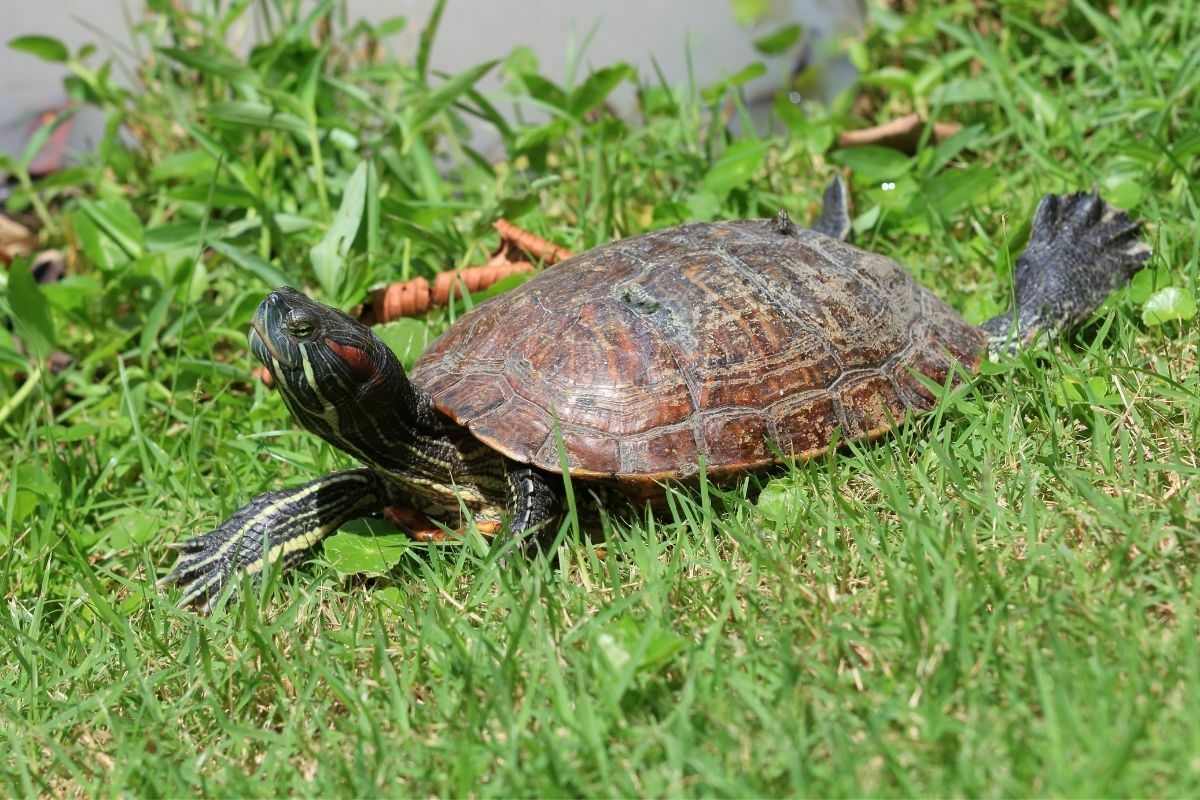 Are there any species of turtles that are nocturnal