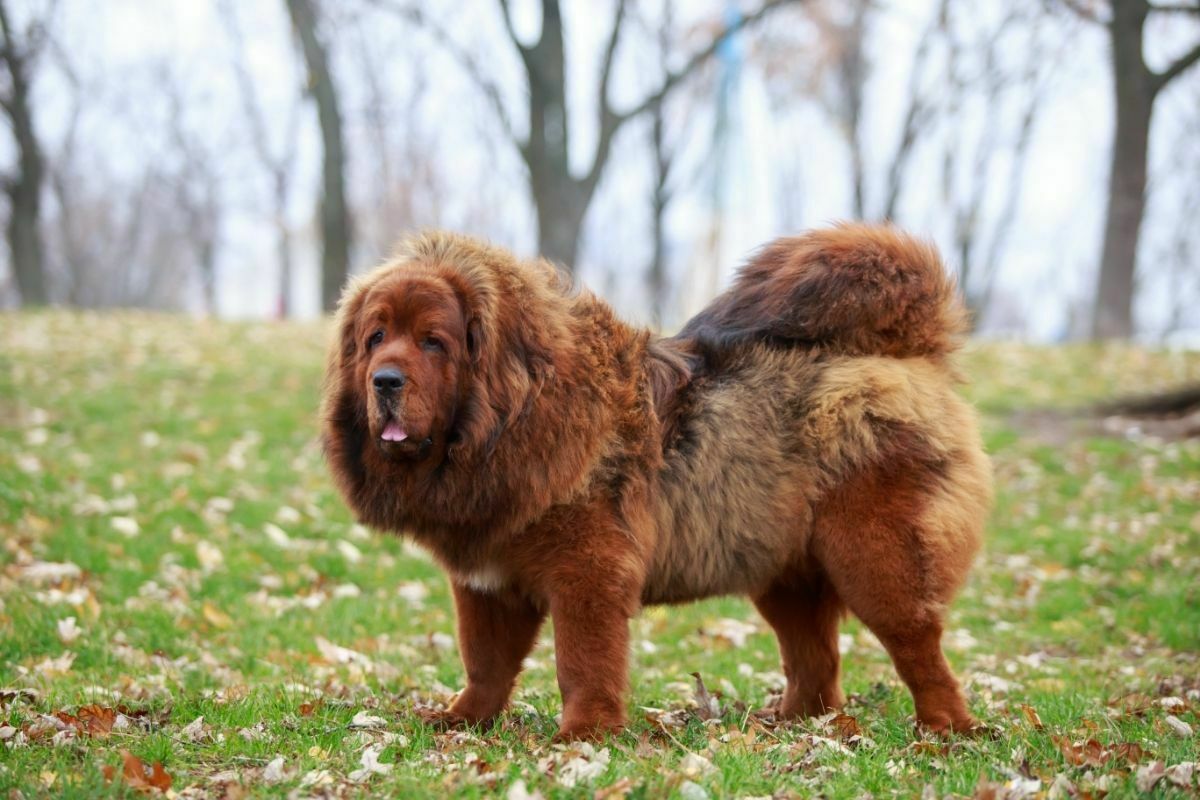 are pyrenean mastiff hypoallergenic