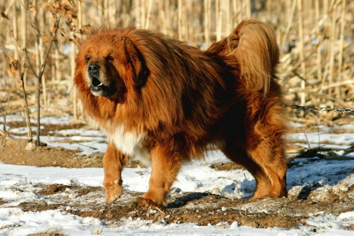 do tibetan mastiffs shed