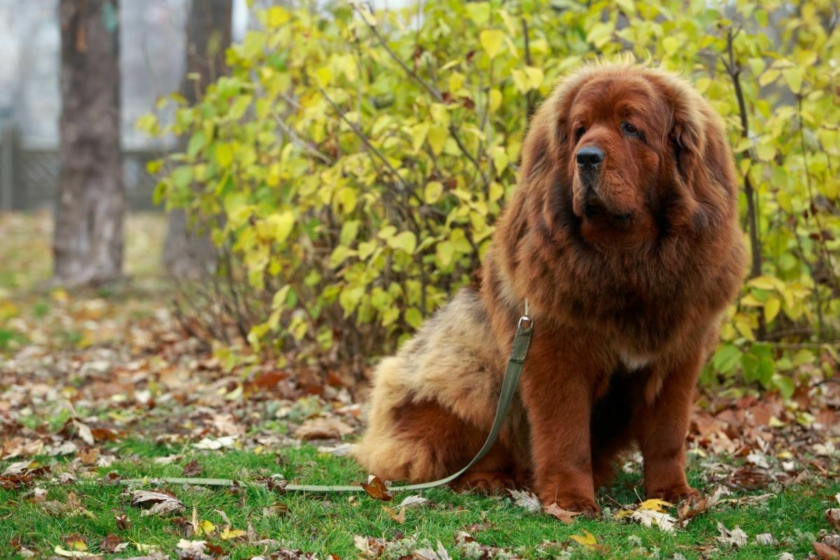 Dog breed tibetan mastiff