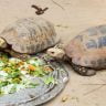 2 turtles eating on a tray