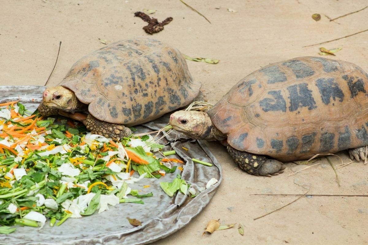 2 Turtles eating on a tray
