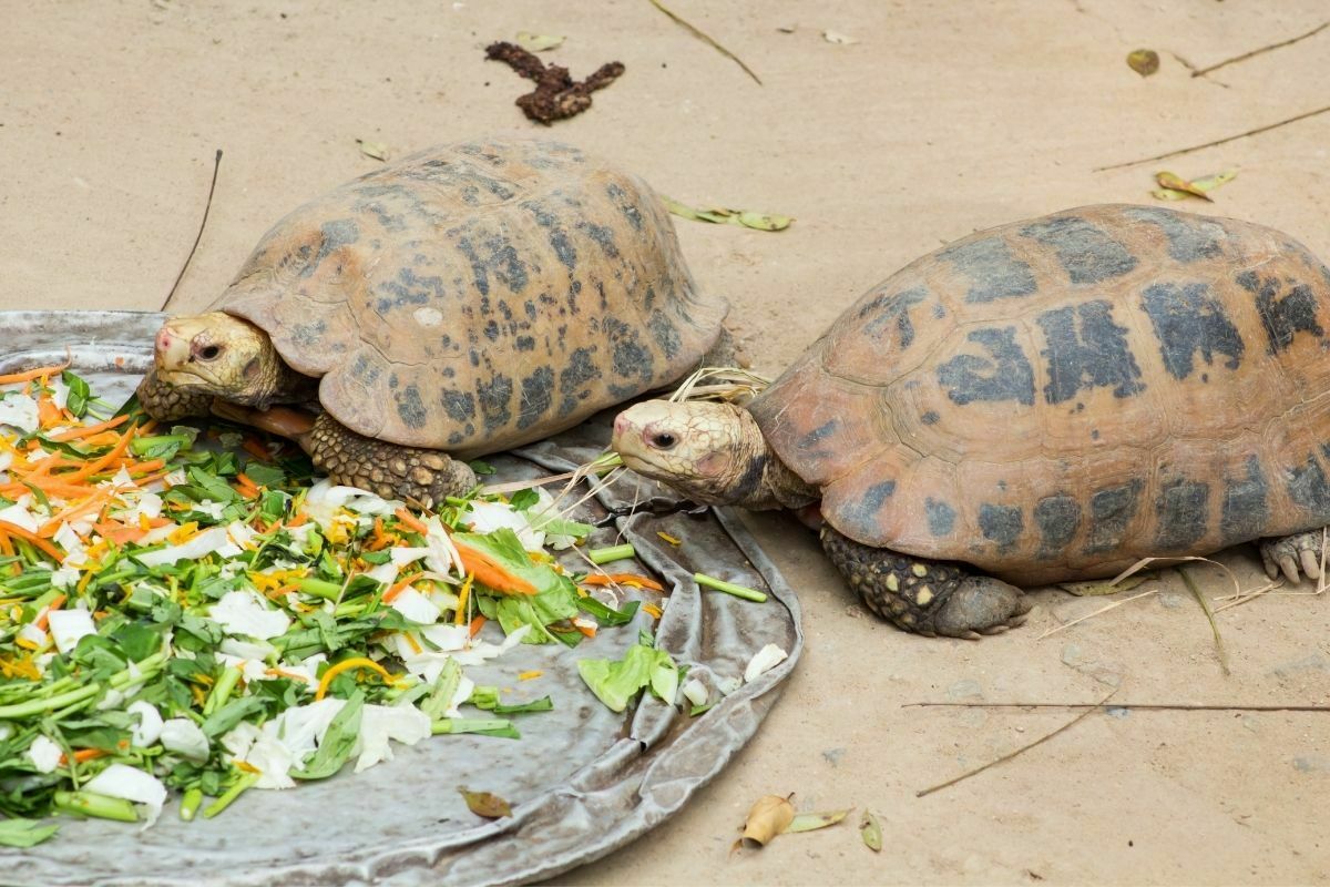 2 turtles eating on a tray