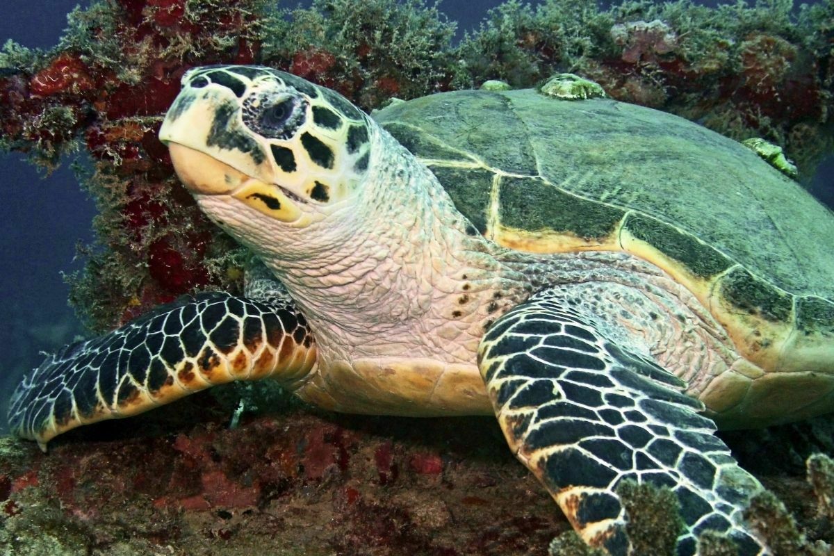 Sea turtle in the ocean