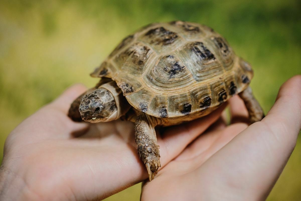 Small turtle on someone's hand