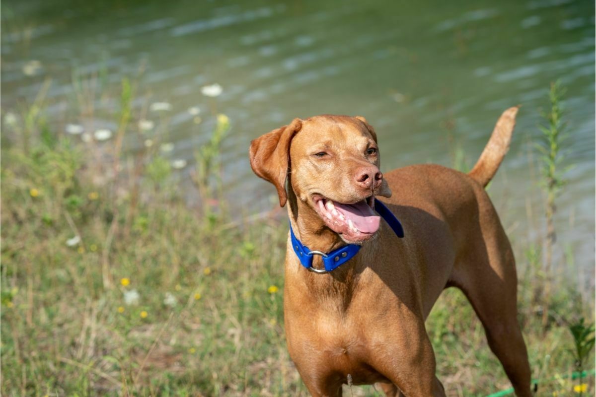 Vizsla on pond