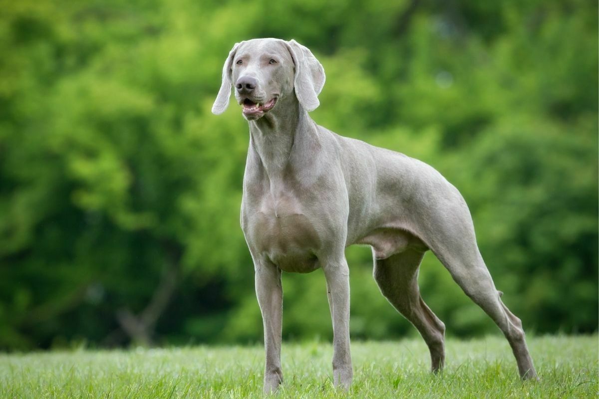 Gray weimaraner dog outdoors in nature