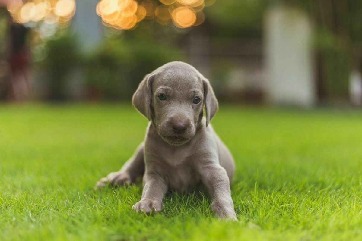 Cute weimaraner puppy sitting outdoors