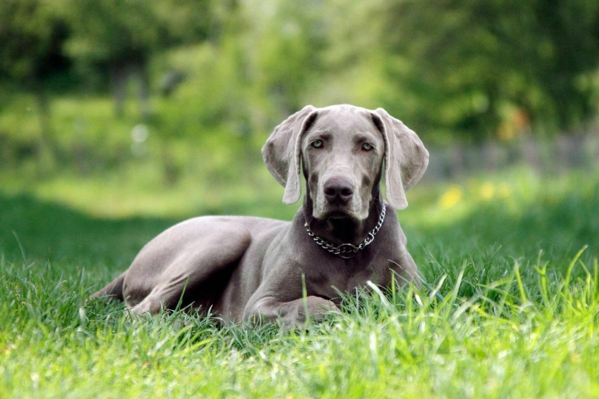 are weimaraners good for allergy sufferers