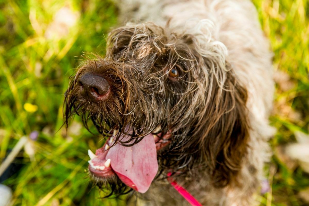 Wirehaired pointing griffon close up