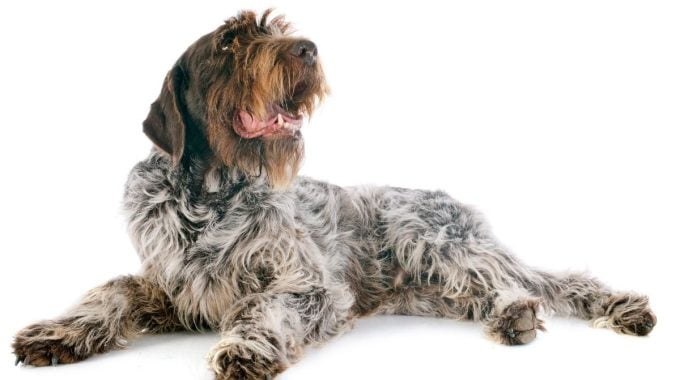 Wirehaired pointing griffon playing in front of white background