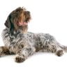 Wirehaired pointing griffon playing in front of white background