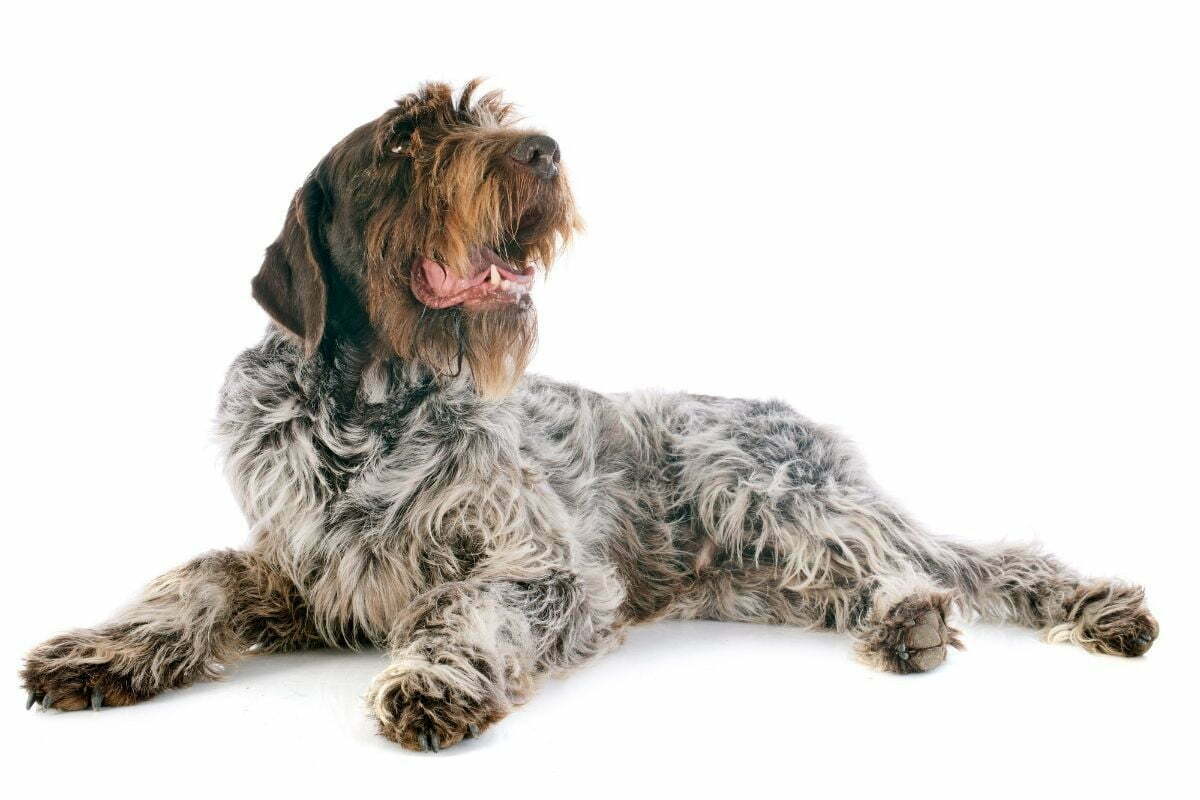 Are Wirehaired Pointing Griffons Hypoallergenic   Are Wirehaired Pointing Griffon Hypoallergenic 2 