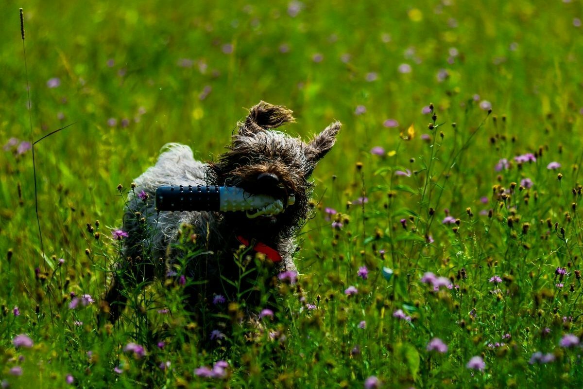 Wirehaired pointing griffon playing in a field of wildflowers