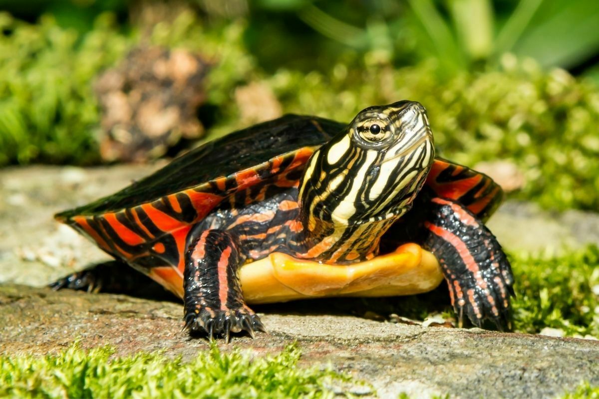 Baby eastern painted turtle