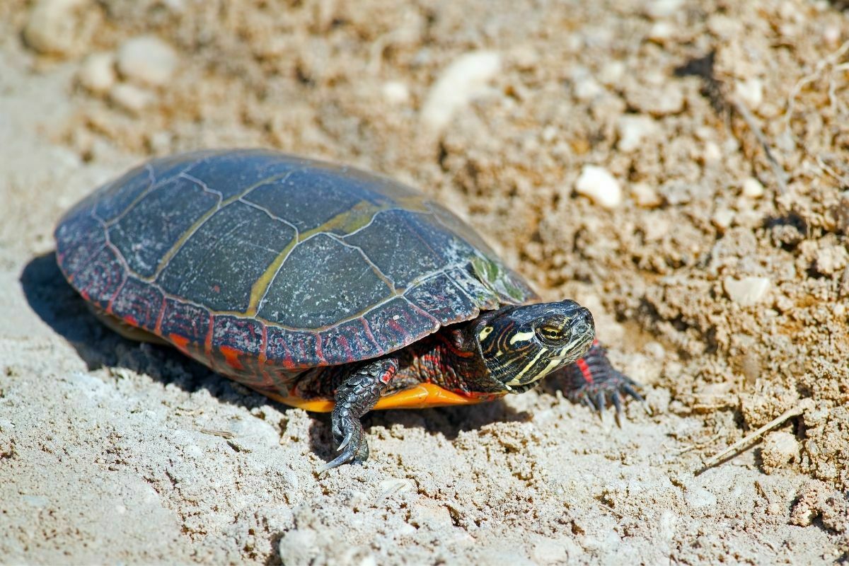 Baby eastern painted turtle