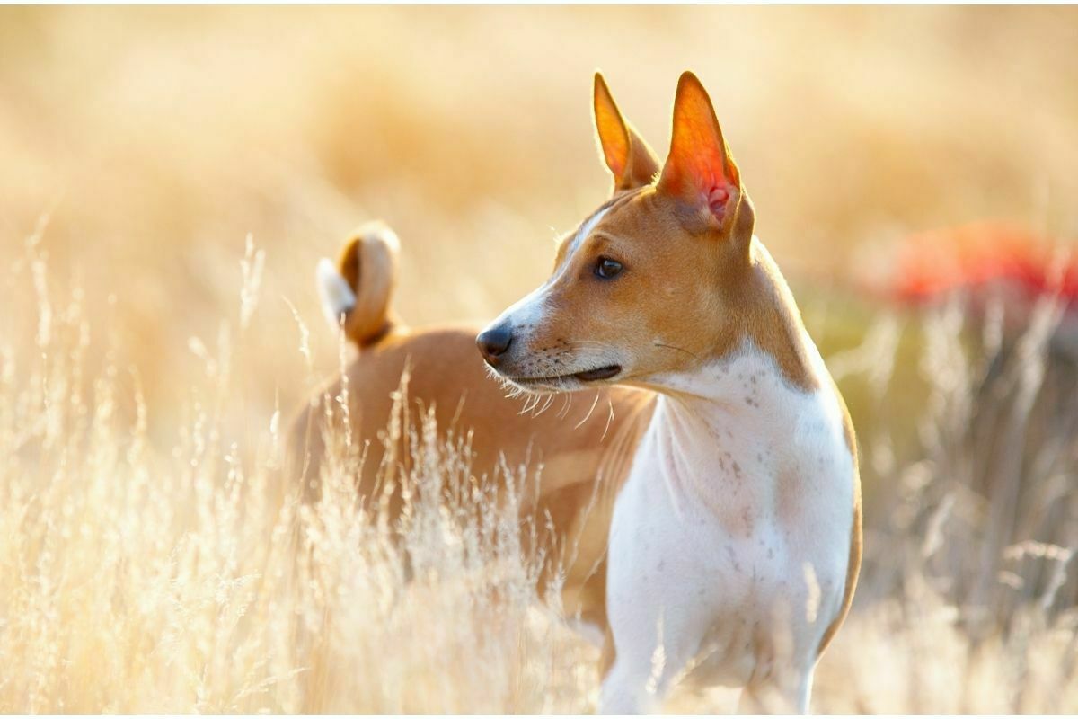 Basenji breed