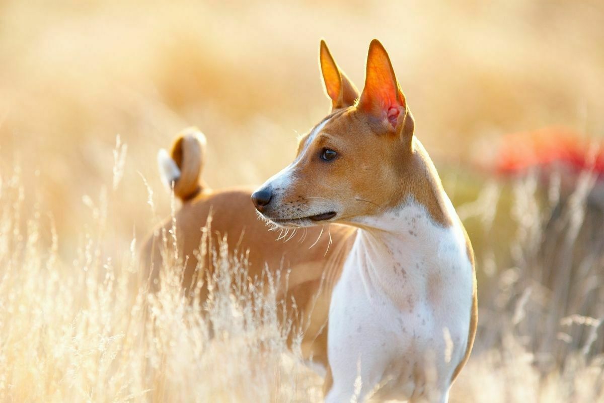 Portrait of basenji dog