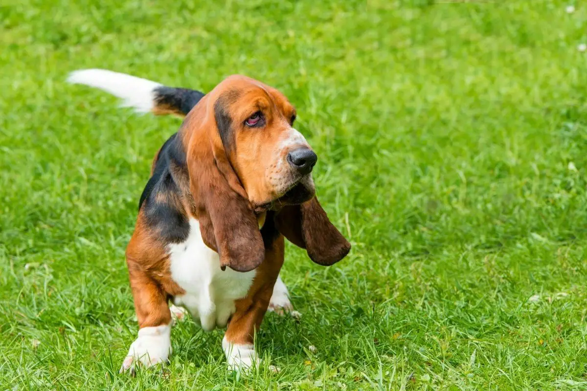 Basset Hound is on the grass in the park