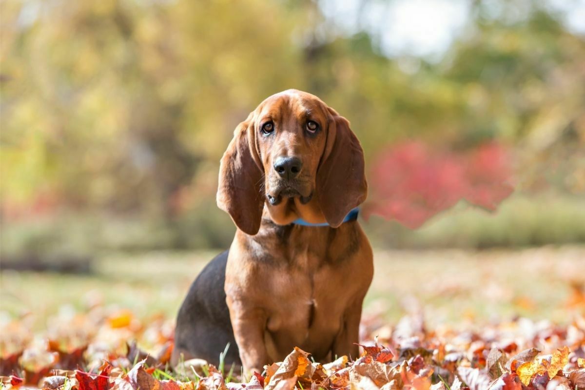 Basset hound