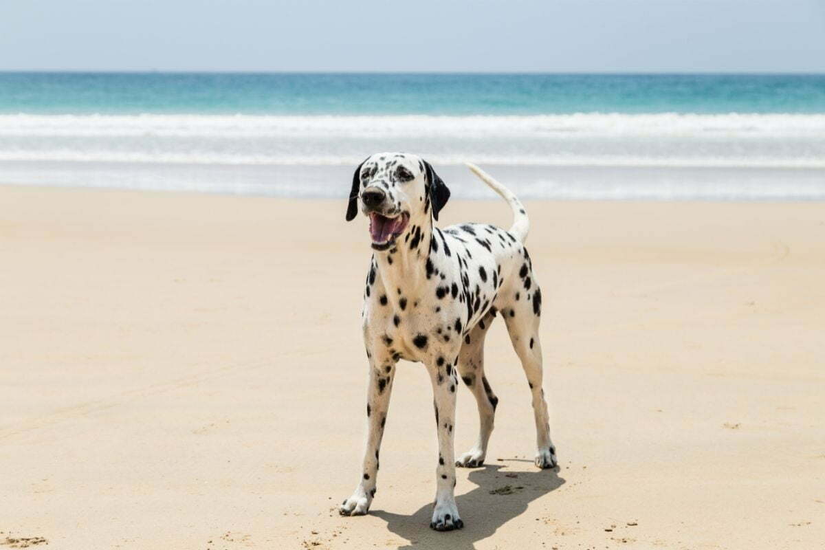 dalmatian on the beach