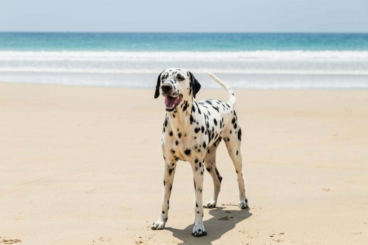 Dalmatian on the beach