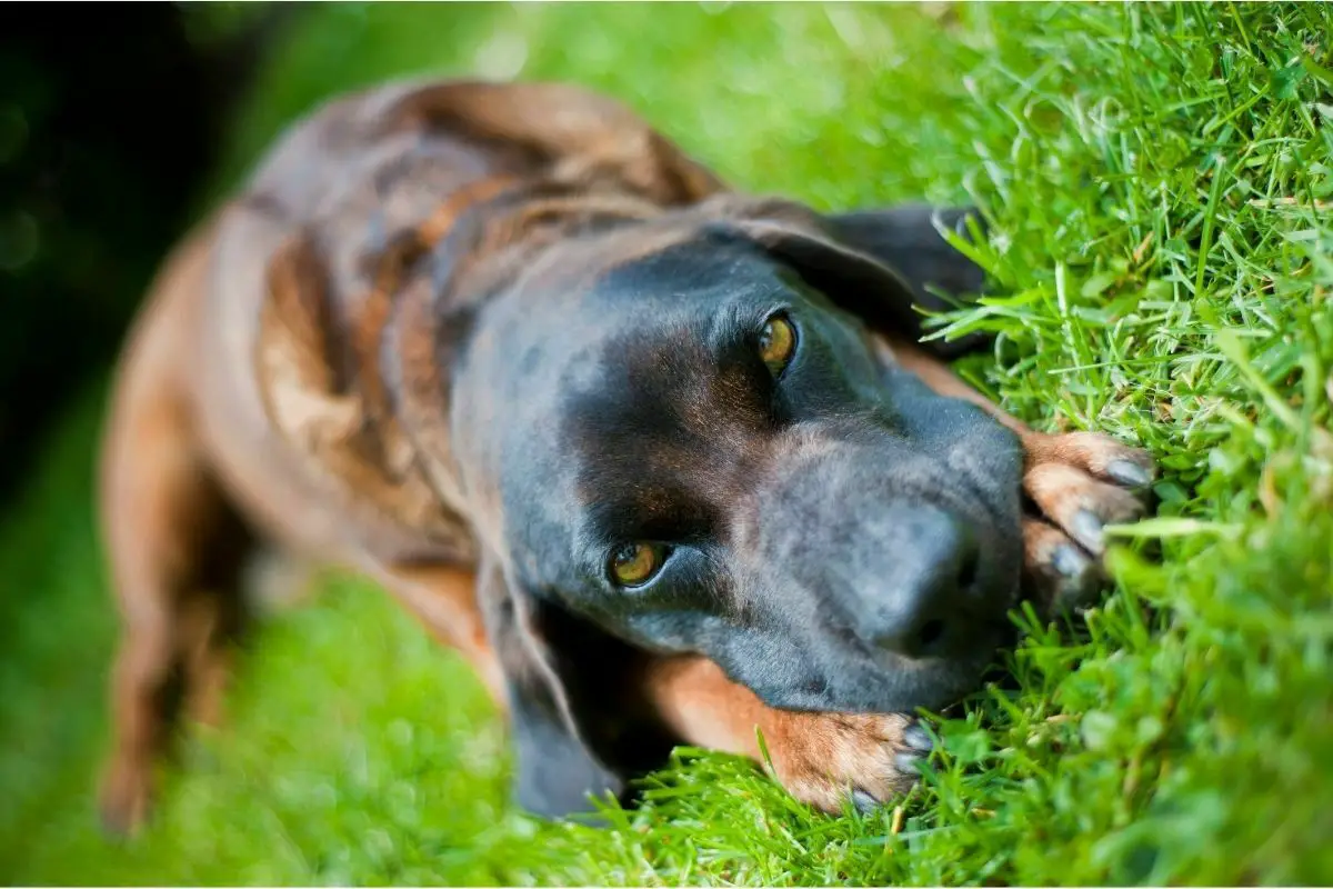 Bavarian mountain scent hound breed