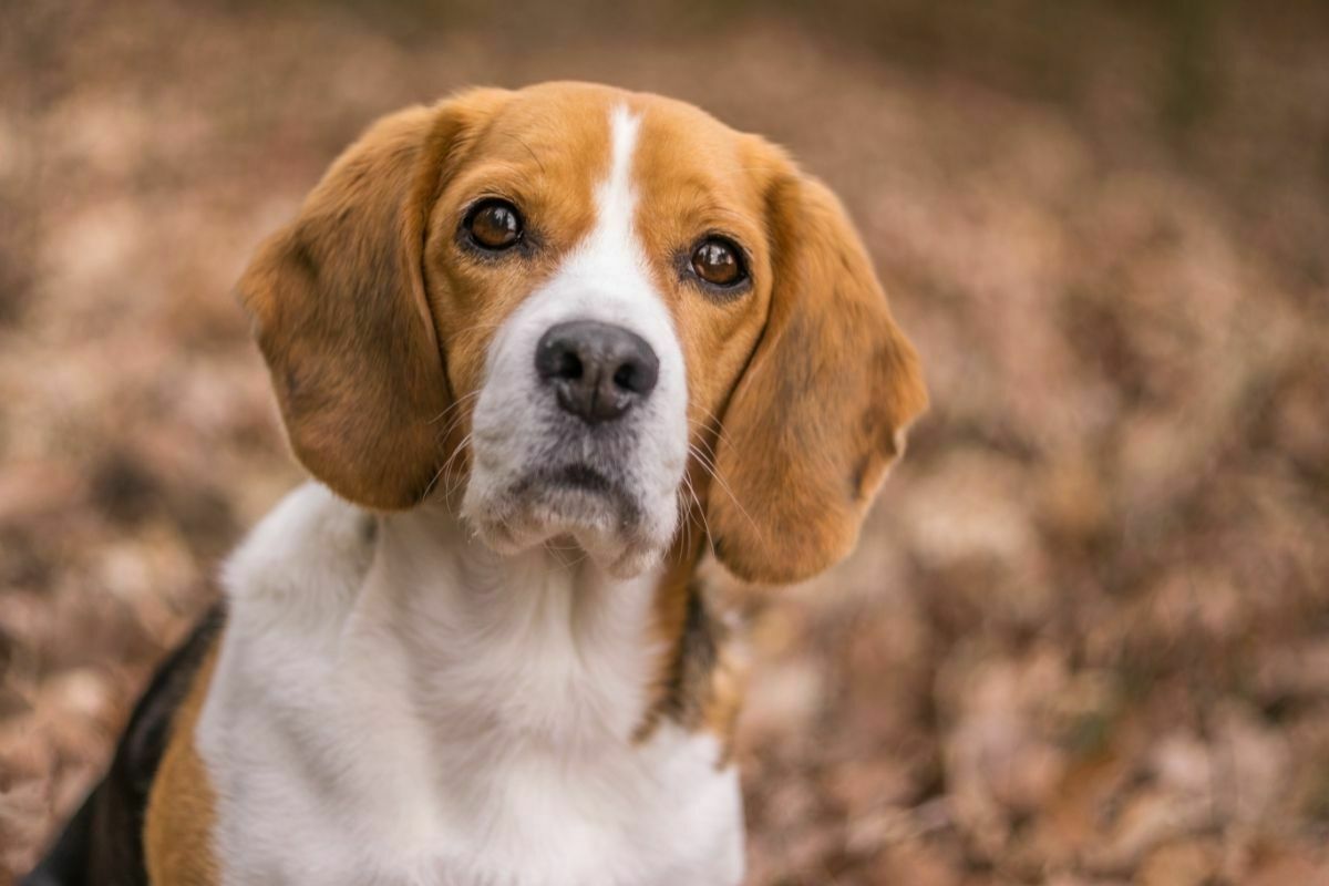 Beagle (2)